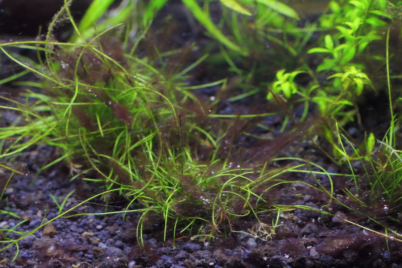 重度　成長している水草の葉に黒髭コケが発生する